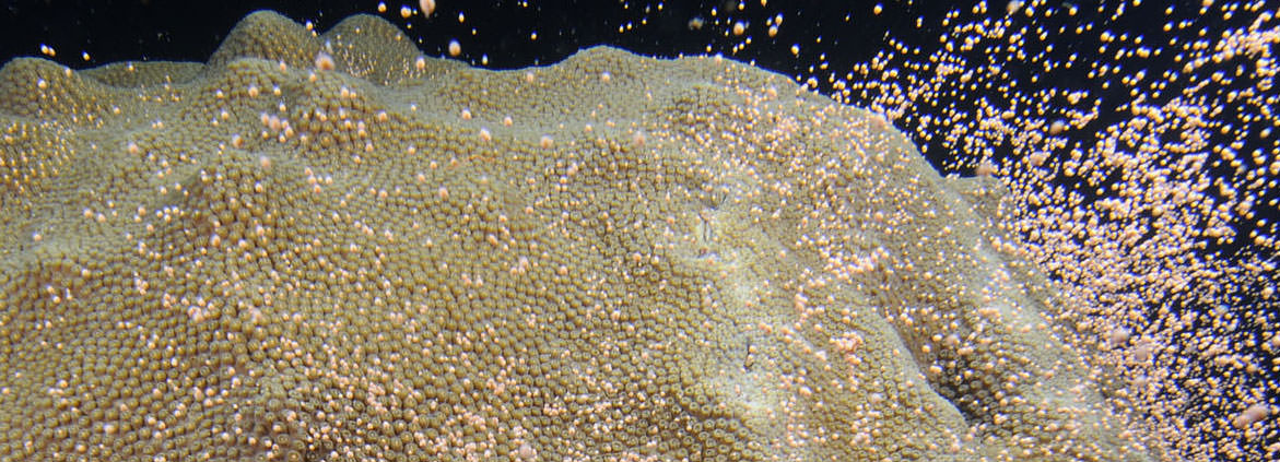 What is coral spawning?