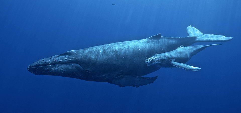 What is ocean noise?