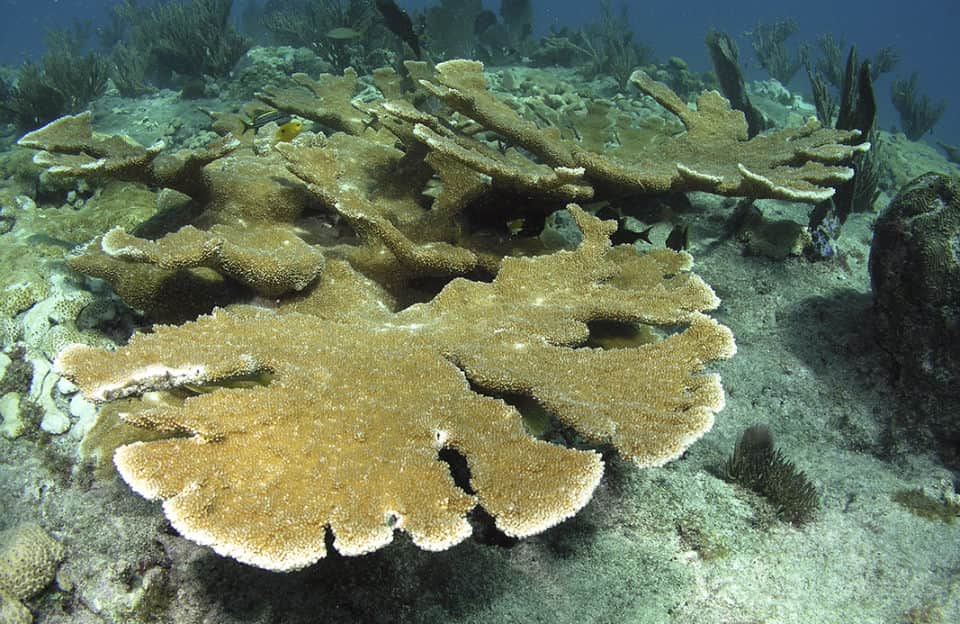 What are the oldest living animals in the world?