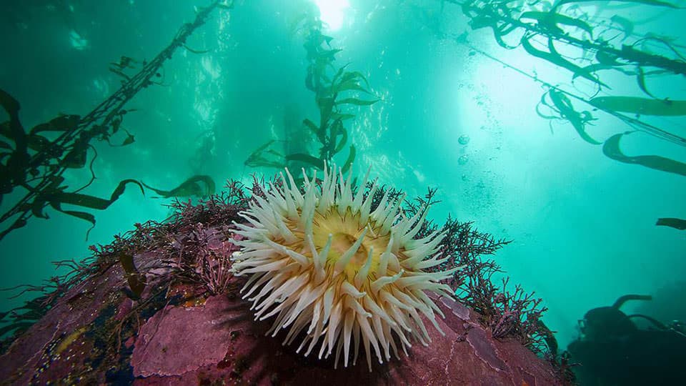 How Many Species Live in the Ocean?