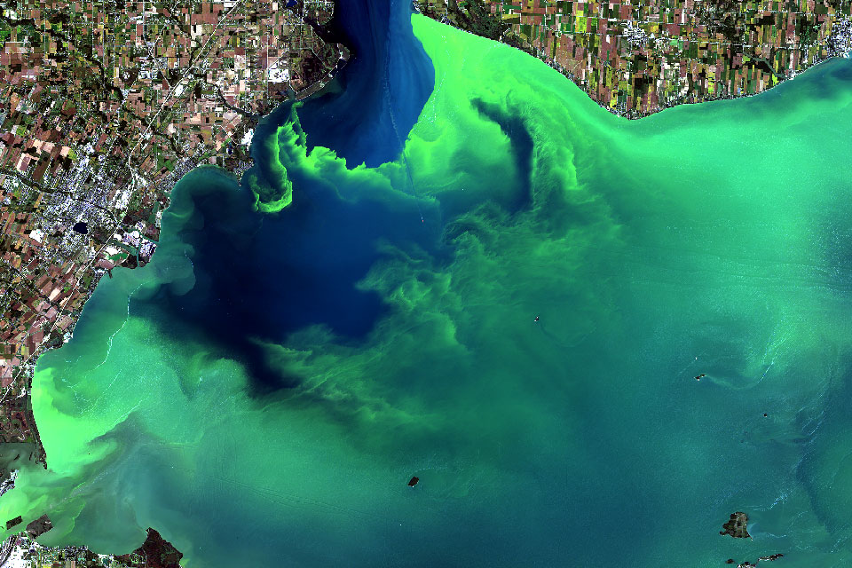 Can we clean up, stop, or end harmful algal blooms?