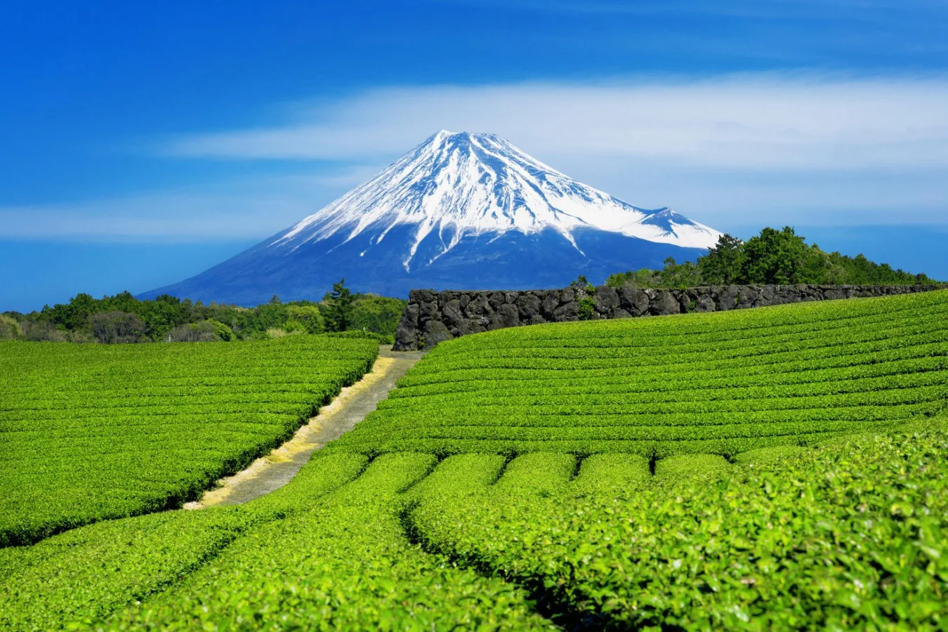 Matcha is under threat from climate change – can genomics save it?
