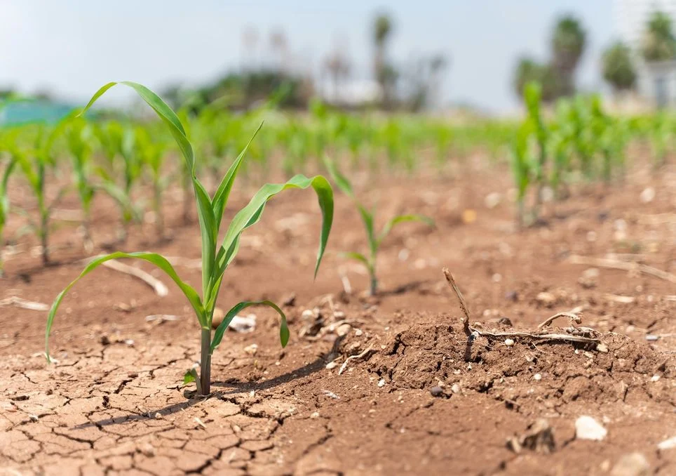Netherlands officially declares water shortage amid persistent drought