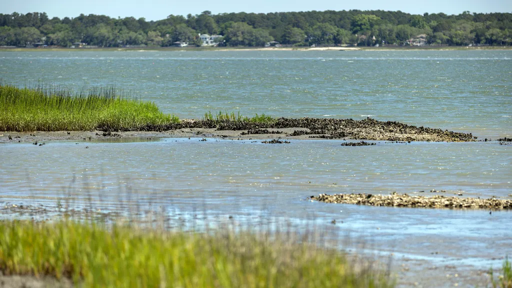 Image accompanying: ‘Oyster castles’ to help keep a South Carolina community safe from erosion