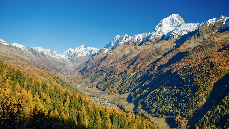 International study challenges whether global warming increases forests’ ability to absorb CO₂