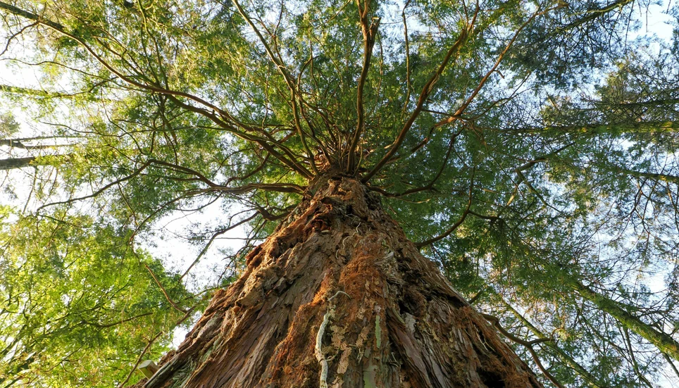 Image accompanying: The secret of the world’s largest trees for surviving the worst droughts