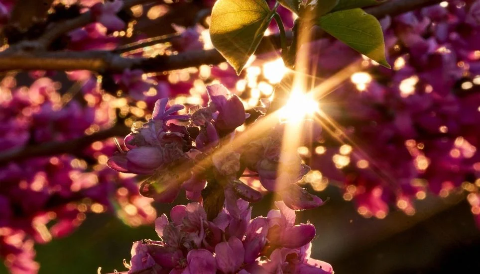 Image accompanying: Hardy perennial trees and shrubs to plant this autumn ahead of potential drought in the new year