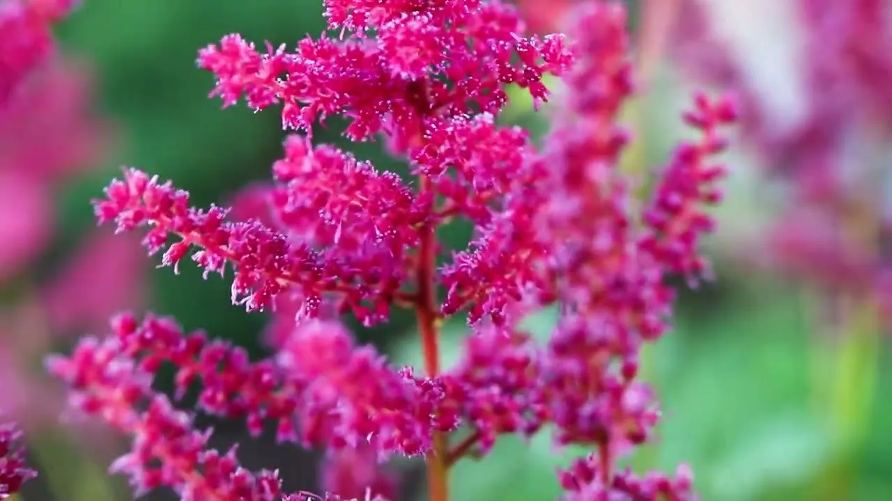 The easy pale pink flower that blooms in full shade (and requires almost no pruning)