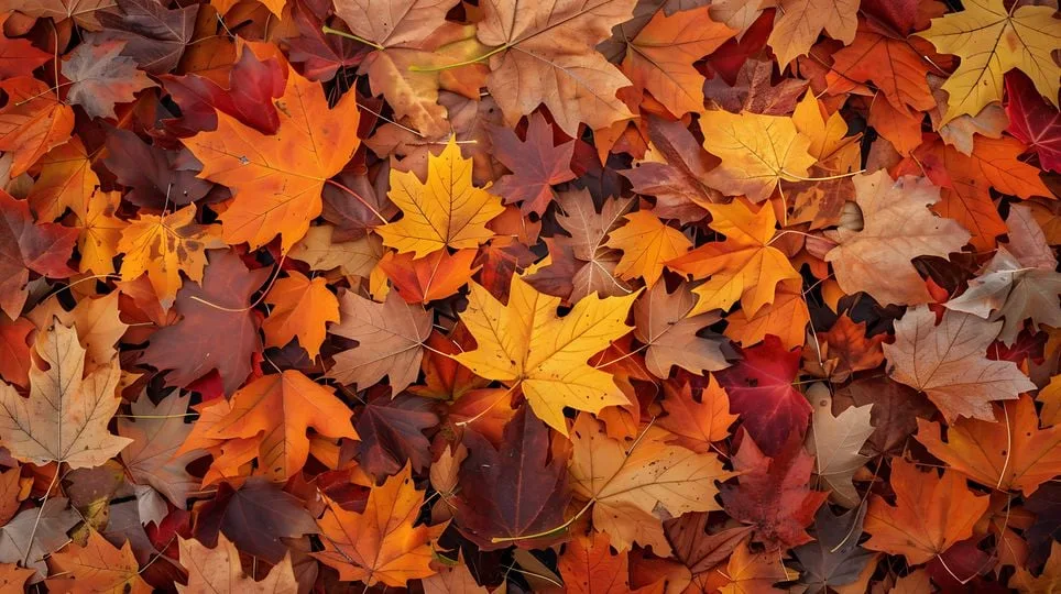 Image accompanying: What does atmospheric pressure have to do with autumn?