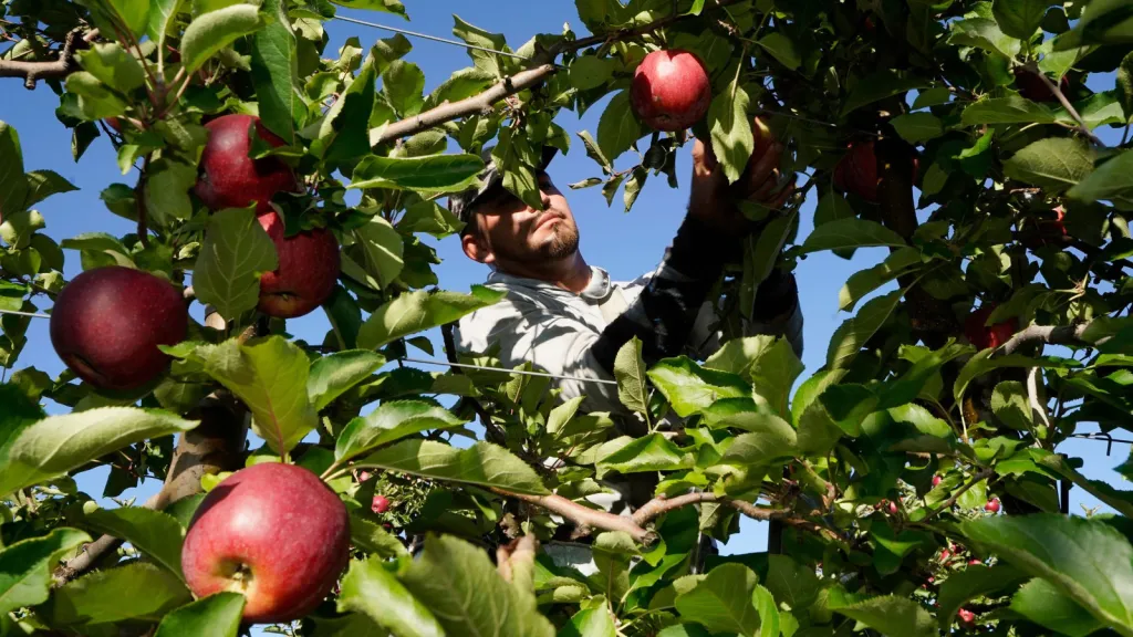 Image accompanying: Poor apple crop blamed on early spring, late freeze