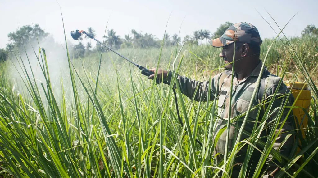Image accompanying: Climate change helps insects devour more crops even as farmers spray more pesticides