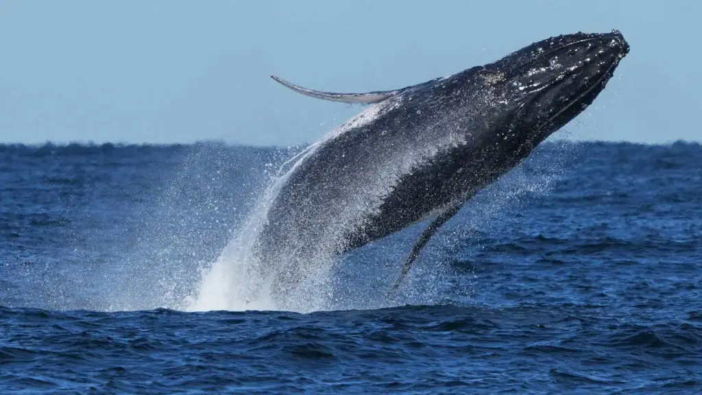 Image accompanying: Why whales are climate heroes — who also need our protection