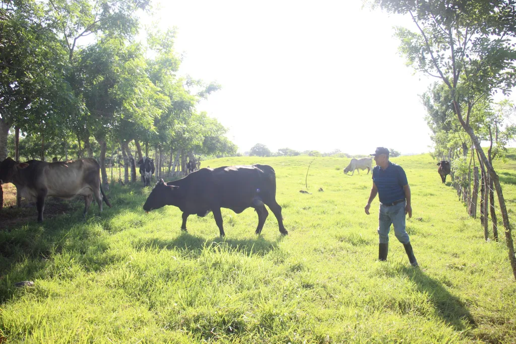 Image accompanying: As El Niño fuels drought in Panama, trees help ranchers maintain their water supply