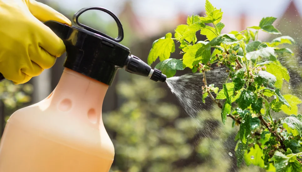 Image accompanying: The homemade insecticide that is easy to prepare and helps control aphids, mealybugs, and whiteflies