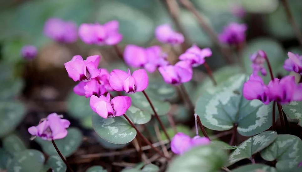 Image accompanying: Six winter bedding plants to buy this week before they sell out