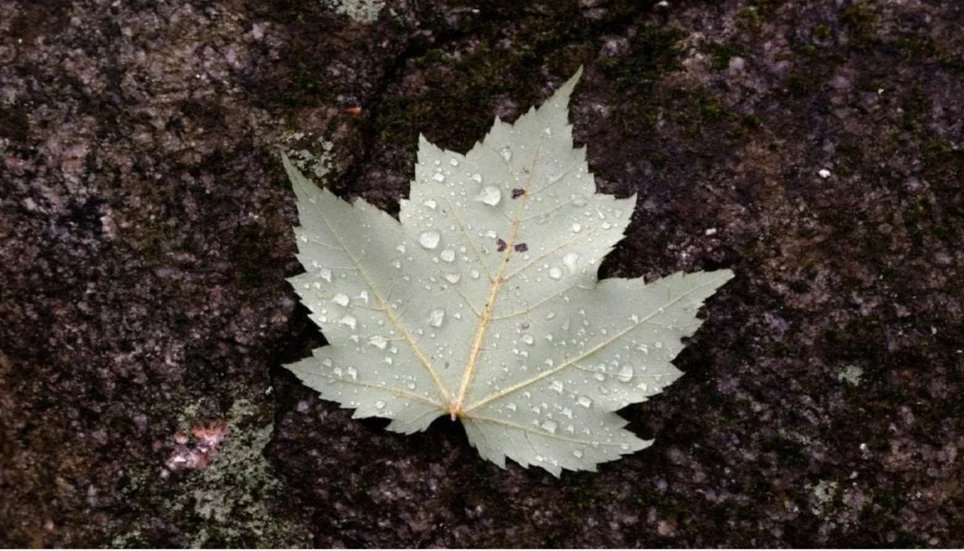 Image accompanying: The new hydrological year begins on 1st October: prepare your home for the first rain