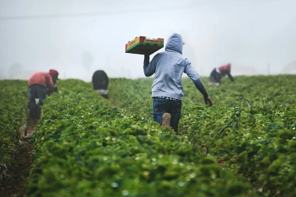 Image accompanying: Washington State’s new cooling law protects farm workers. But do they know about it?