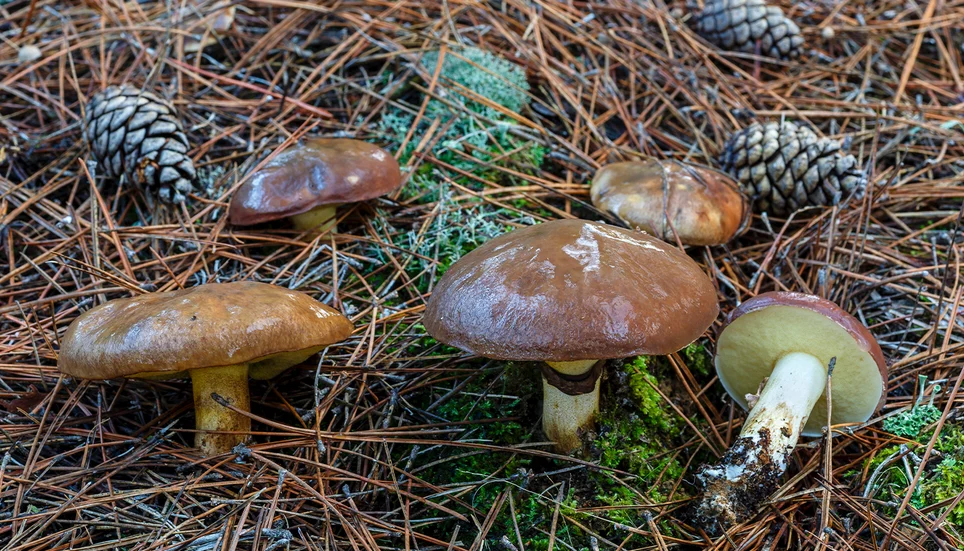 Image accompanying: After a summer of extreme temperatures, a mushroom explosion is on the way: experts predict a record autumn for fungi