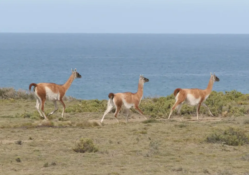 Image accompanying: How a corner of Argentine Patagonia went from 40,000 sheep and abandonment to a wildlife sanctuary